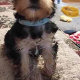 Yorkshire Terrier Puppies from Kruz Kennels