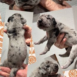 PIE - Merle female Great Dane puppy in Bolivar, New York from Prophecy Danes