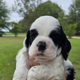 Sergeant - Black and white male Cocker Spaniel puppy in Florence, South Carolina from Reddick's American Cocker Spaniels