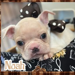 Noah - Lilac male Boston Terrier puppy in Brazos Point, Texas from TX Southern Belle Bostons