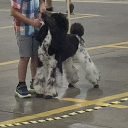 Barbie - Poodle