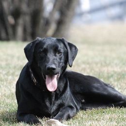 Labrador Retrievers from Southfork Retrievers