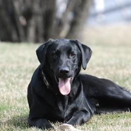 Labrador Retrievers from Southfork Retrievers
