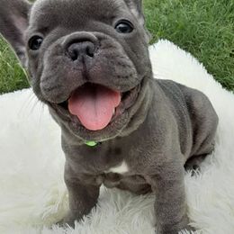French Bulldog Puppies from Southern Ark French Bulldogs