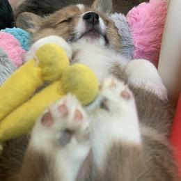 Pembroke Welsh Corgi Puppies from BriarFox Welsh Corgis