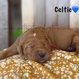 Celtic - Red  male Goldendoodle puppy in Lancaster, Minnesota from North Star Dog Training