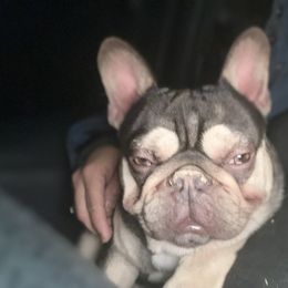 French Bulldog and Labrador Retriever Puppies from Desiree Ortiz's French Bull Dogs and Labrador Retrievers