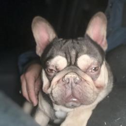 French Bulldog and Labrador Retriever Puppies from Desiree Ortiz's French Bull Dogs and Labrador Retrievers