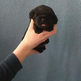 Sausage (Brown Collar) - Black male Labrador Retriever puppy in Prince George, Virginia from Kingdom Kenelz Labradors