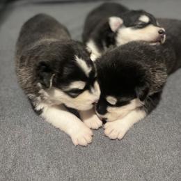 Alaskan Malamute Puppies from Fawn River Malamutes