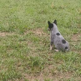 Girl 3 - Blue female Australian Cattle Dog puppy in Bradford, Arkansas from Cedar Rock Heelers and Kelpies