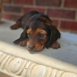 Chewie- AKC- Gorgeous Shaded Red (Mahogany) - Red male Dachshund puppy in Loganville, Georgia from Royal Dackel Haus