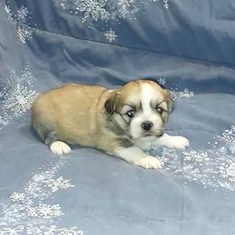 Boy S1 - Golden male Lhasa Apso puppy in Norman, Oklahoma from Steve's Puppies