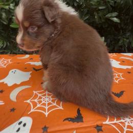 Paprika - Red tri-color female Australian Shepherd puppy in Inverness, Florida from Swamp Puppy Canine Kennel