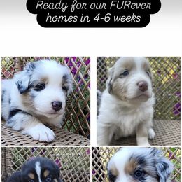 Australian Shepherd puppies from Stapp's Australian Shepherds