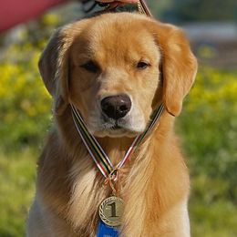Bentley - Golden Retriever