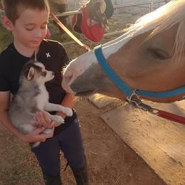 Pomsky Puppies from Winsome Pomskies