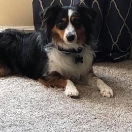 Miniature Australian Shepherd and Toy Australian Shepherd All Grown Up from Rolling Ridge Farms