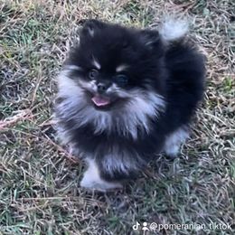 Pomeranian Puppies from Silver’s Reigning Heir Poms