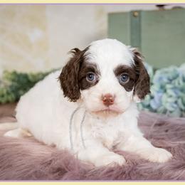 Betty - Brown and white female Cockapoo puppy in Connersville, Indiana from Deaz Doodle Ranch
