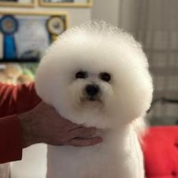 Bichon Frise All Grown Up from Bichons Of Hampstead