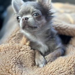 Chihuahua and Shih Tzu Puppies from Cuties 4 You