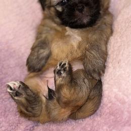 Shih Tzu Puppies from Diamond Paws LLC