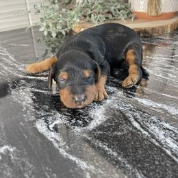 Teddy - Tri-color male Bernedoodle puppy in Holtwood, Pennsylvania from Country Ridge Puppies