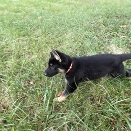 German Shepherd Puppies from Adelheid Shepherds