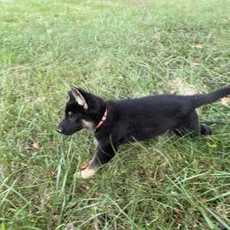 German Shepherd Puppies from Adelheid Shepherds