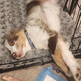 Aussiedoodle and Miniature Australian Shepherd Puppies from Maple Ridge Mini Aussies