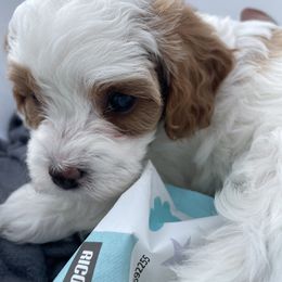 Cavapoo Puppies from Ellas.Pups