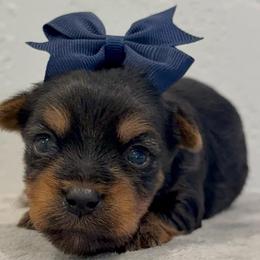 Captain - Black and gold male Yorkshire Terrier puppy in Los Angeles, California from 818 Yorkies