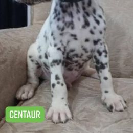 Centaur LUA (Green Collar) - White and liver brown male Dalmatian puppy in Raymondville, Missouri from Wagner's Dalmatian's