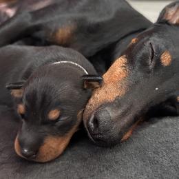 Manchester Terrier puppies from Mystic Manchesters