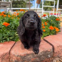Bumble (AKC solid black) - Black female Dachshund puppy in Waddell, Arizona from Neu Doxies