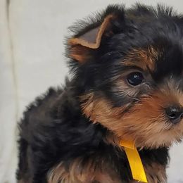 Yorkshire Terriers from RomanYork