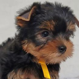 Yorkshire Terriers from RomanYork