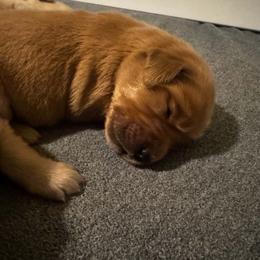 Male 2 - Golden male Golden Retriever puppy in Salisbury, North Carolina from Piedmont Golden Retrievers
