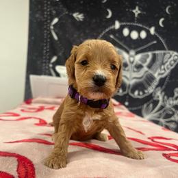 Purple - Red  female Goldendoodle puppy in Shingle Springs, California from Creamy Retrievers