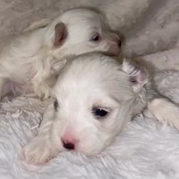 Maltese Puppies from Babes Babies