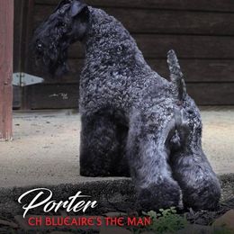 Kerry Blue Terrier All Grown Up from BlueAire
