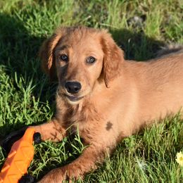 Red - Dark golden male Golden Retriever puppy in Gober, Texas from Trigger Time Kennels