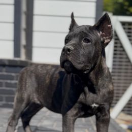 Female 3 - Black female Cane Corso puppy in California from Donato Kennels