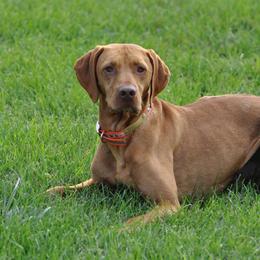 Astro - Vizsla