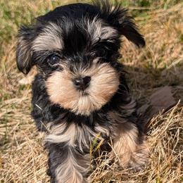 Athena - Black and tan female Havanese puppy in Weiser, Idaho from Brugger's Breeders, LLC