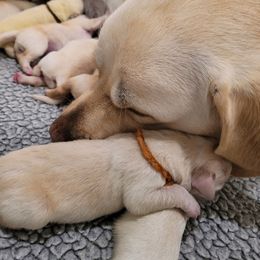 Labrador Retriever Puppies from Pea Ridge Labradors