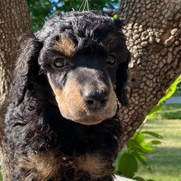 Poodles from Kelley Standard Poodles
