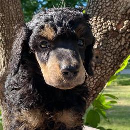 Poodles from Kelley Standard Poodles