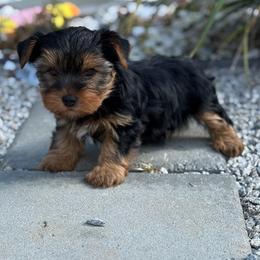 Yorkie Puppy Boy3 - Black and tan male Yorkshire Terrier puppy in Summerville, South Carolina from Our Yorkie and Morkie Puppies of Summerville, South Carolina.